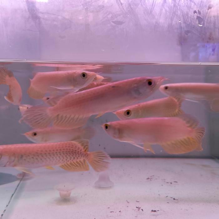 IKAN ARWANA GREEN PINO TOP GRADE