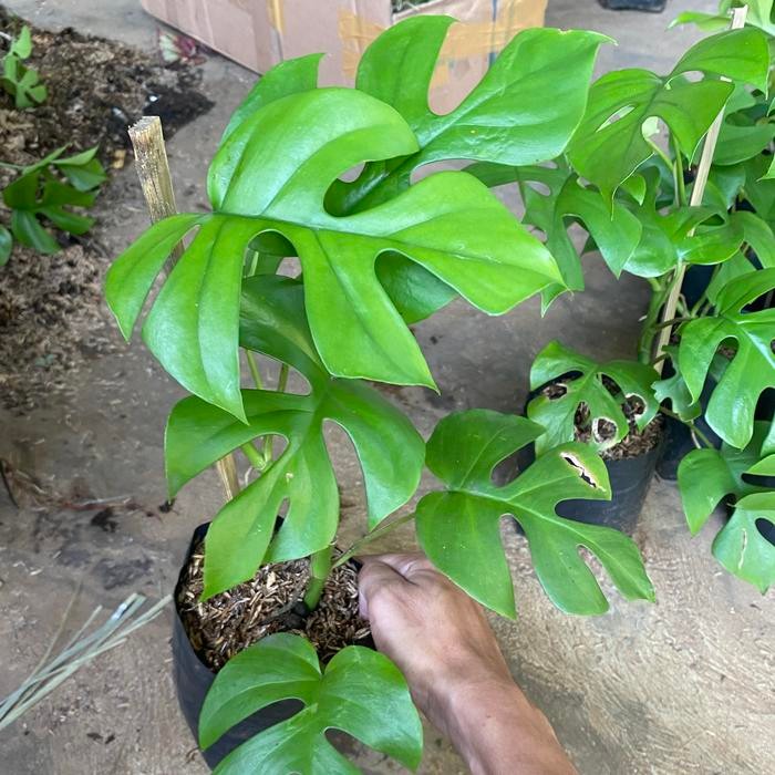 Gardening_Love Monstera Raphidopora Tetrasperma / Minima