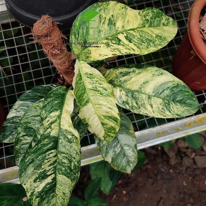 Gardening_Love ( ) Tanaman Hias Raphidopora Puberula Variegata - Puberula Var