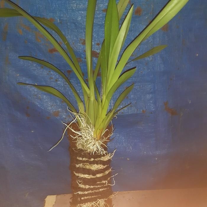 Termurah- Anggrek Oncidium Americana