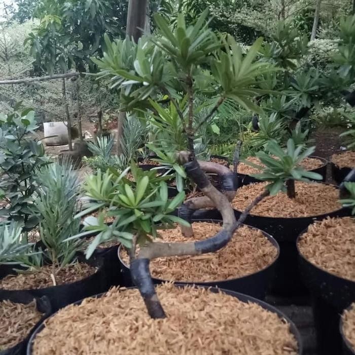 Terlaris Mame Bonsai Lohansung/Lohansung Pucuk Merah