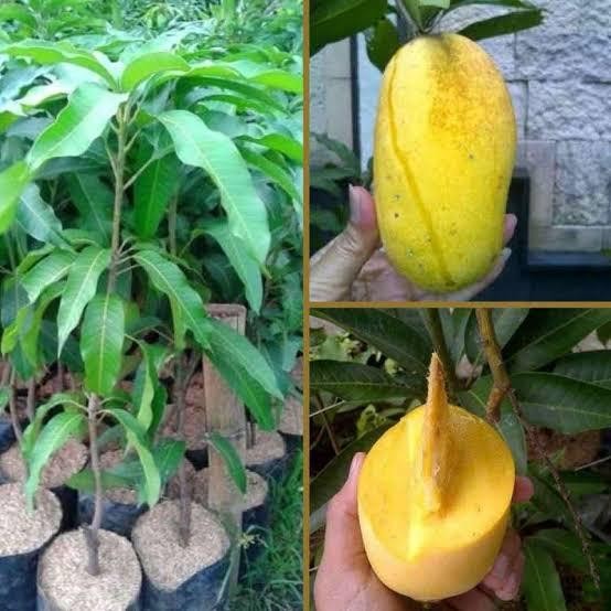 Terlaris Bibit Mangga Chokanan 1 Meter Hasil Okulasi Cepat Berbuah