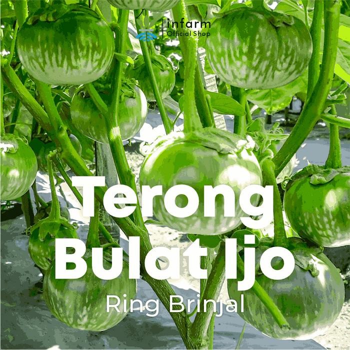 Benih Terong Lalap Ring Brinjal Bulat Infarm - Hijau Lurik *