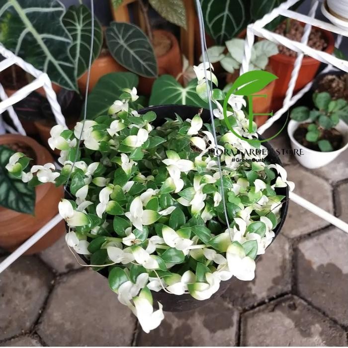 Terang Tani Tanaman Hias Gantung Air Mata Janda / Air Mata Janda + Pot Gantung