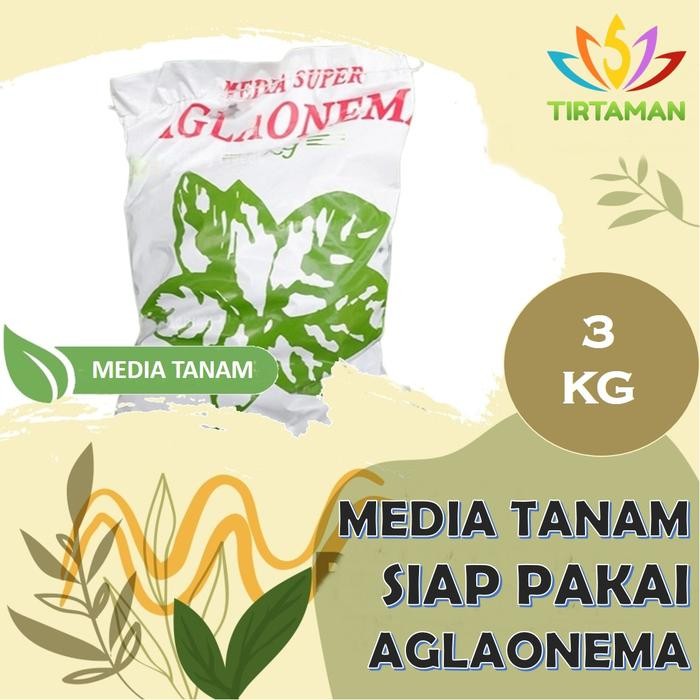 Terang Tani Media Tanam Aglaonema Siap Pakai