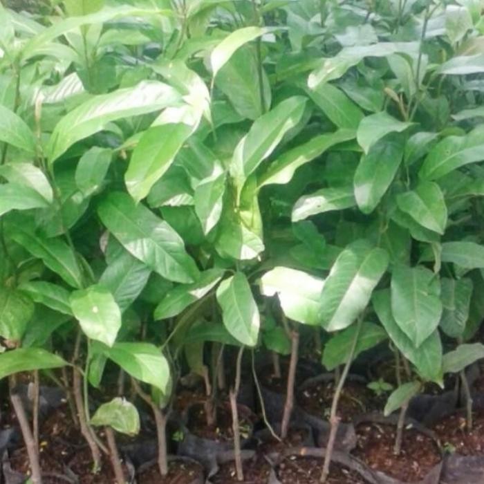 Terang Tani Bibit Pohon Cempaka Telor / Cempaka Telur 40-60 Cm