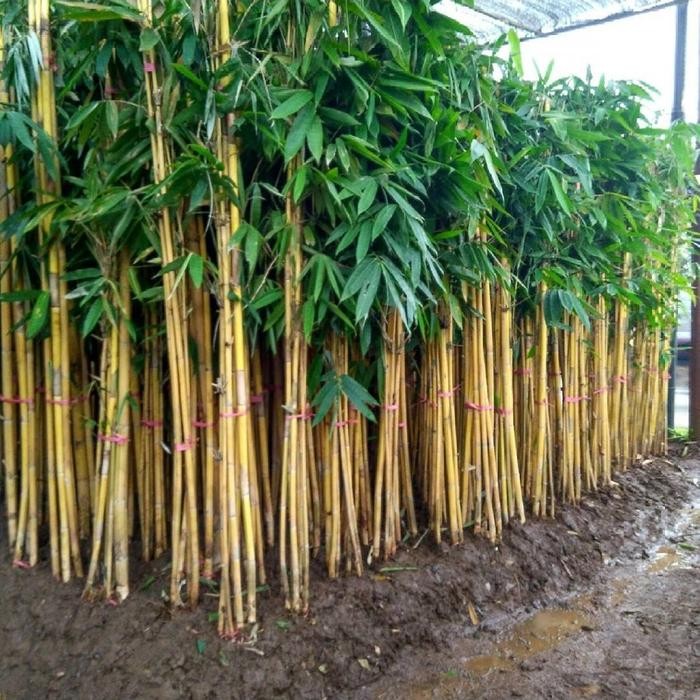 Terang Tani  Pohon Bambu Kuning Tinggi 1 - 2 Meter Tanaman Bambu Kuning