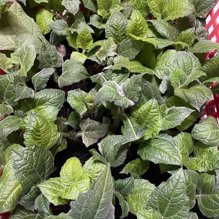 TERLARIS Bibit Ubi Yakon Asli Berdaun -+10cm Taan READY STOCK