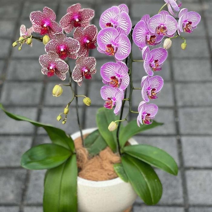 Anggrek Bulan Jumbo Belum Berbunga Tanaman Hias Anggrek Bulan JUMBO