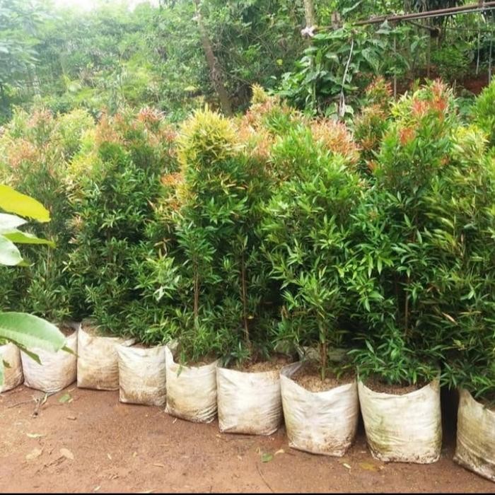  pucuk merah tinggi 1 meter