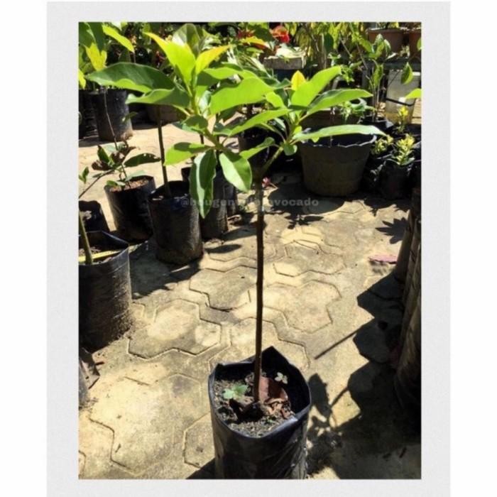 Terlaris Bibit Alpukat Lilin Sinka - Okulasi - Alpukat Unggul Tinggi 75 Cm