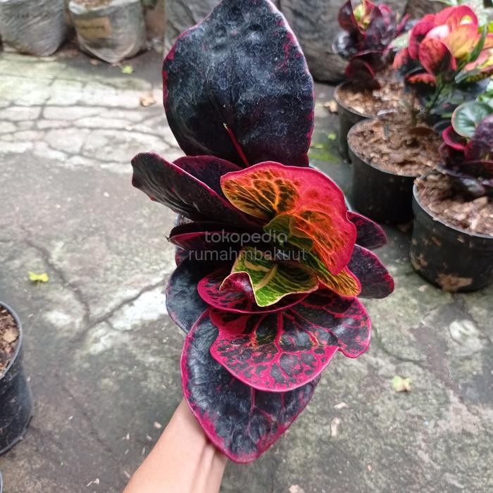 Terlaris Puring Croton Apel Busarin (Puring Koleksi)