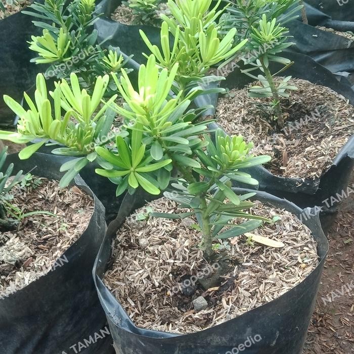 Terlaris Bibit Pohon Lohansung Cincuan - Lohansung Cincuan Import