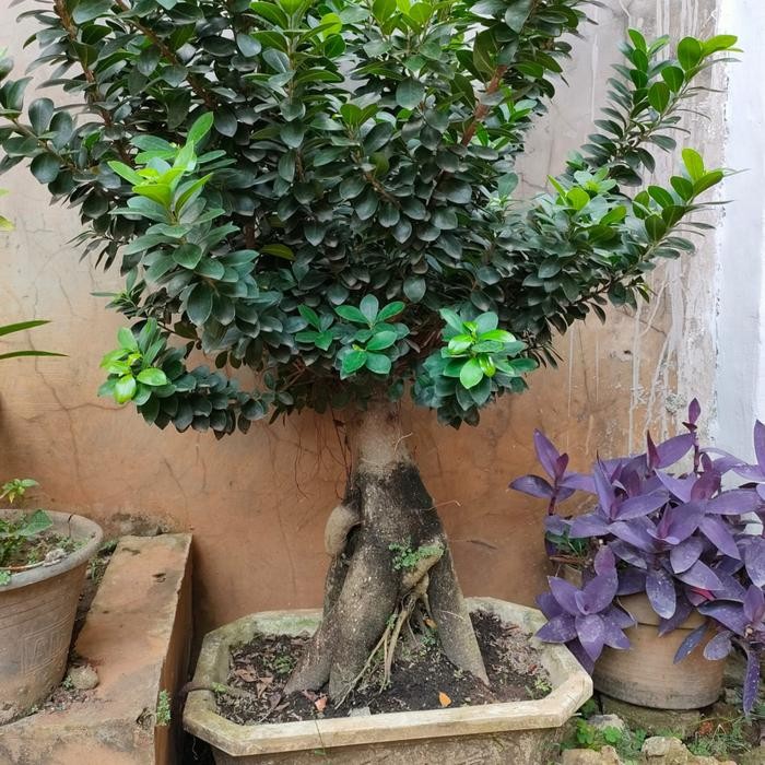 Terlaris Tanaman Bibit Bonsai Hidup/ Bonsai Ficus Bonsai Daun Jeruk