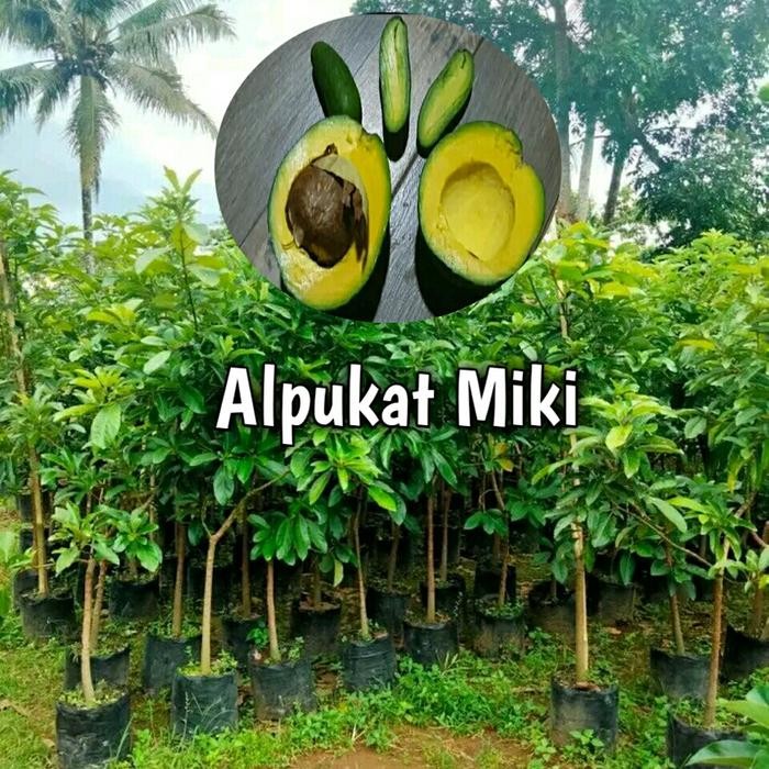 Terlaris Bibit Alpukat Miki 1 Meter Up