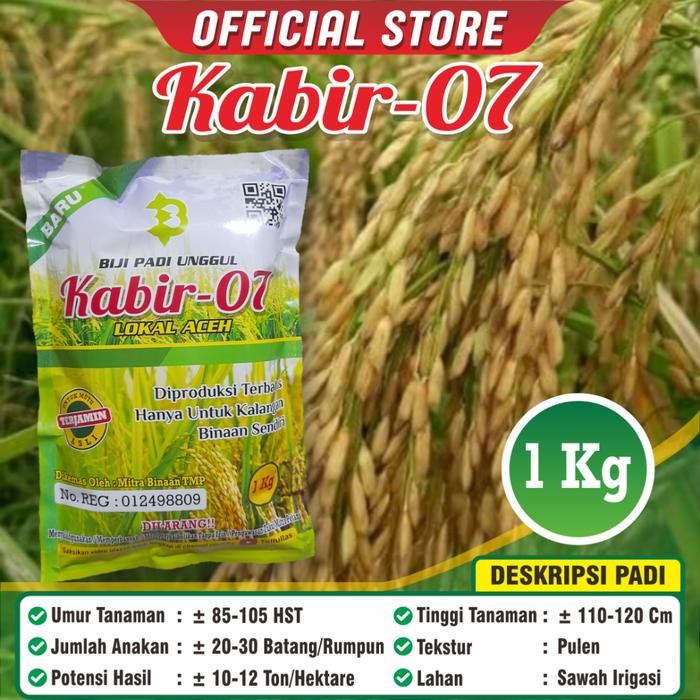 Terlaris Benih Padi Kabir 07 / Benih Padi Kabir 07
