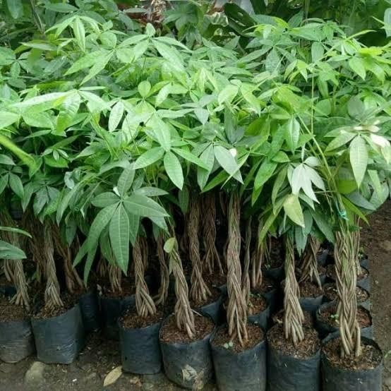 Terlaris Tanaman Hias Pachira Kepang Pohon Uang Pachira Pohon Hoki Pachira