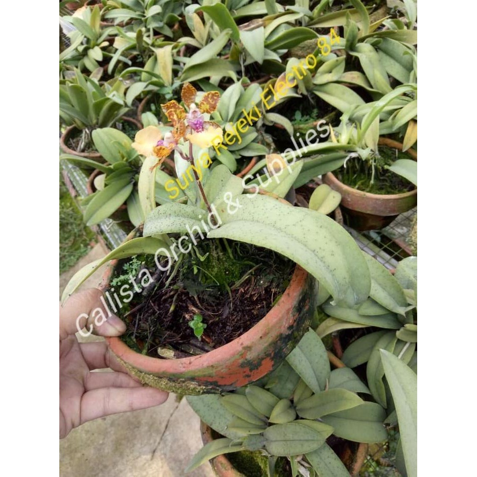 Terlaris Anggrek Oncidium Lanceanum-Wangi