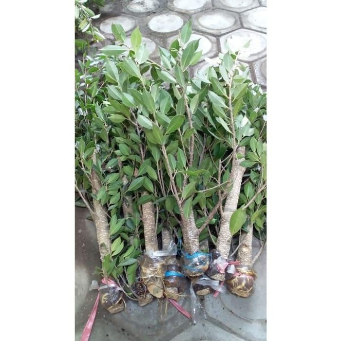 Terlaris Cangkok Bonsai Pohon Beringin Kimeng Murahbesar Kisaran Saksya 8515Bk
