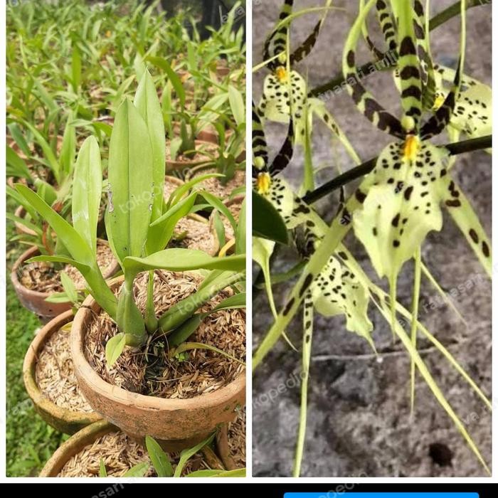 Terlaris Oncidium Brassia Rex