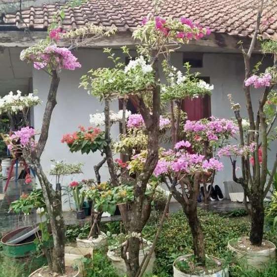 Terlaris Bonsai Tanaman Hias Bougenville 3 Warna Variegata / Sudah Jadi Bonsai