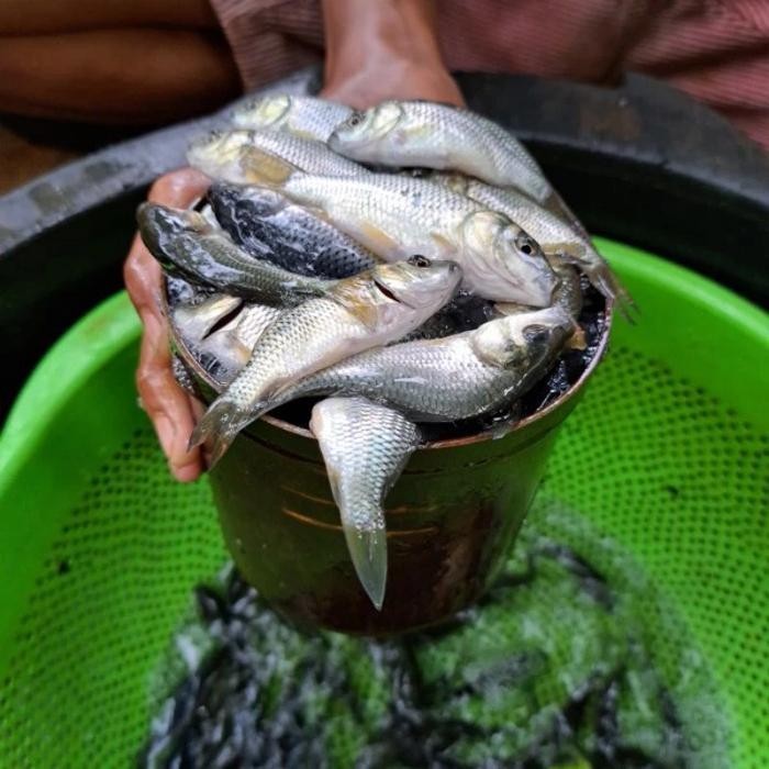 BIBIT IKAN MAS KONSUMSI MAJALAYA ISI 1/2 LITER - BONUS PELET
