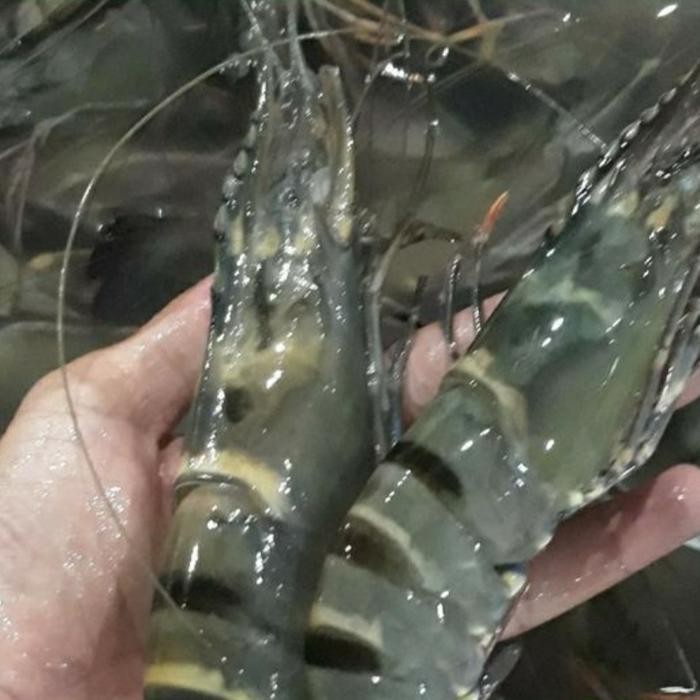 

udang black tiger jumbo fresh