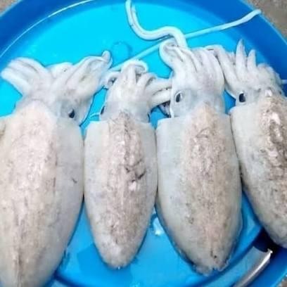 

Cumi Sotong ( Blekutak)
