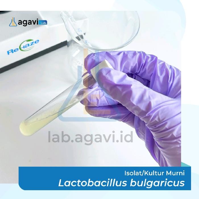 BRG BARU Isolat/Kultur Murni Lactobacillus bulgaricus