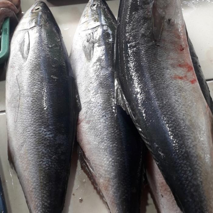 

Ikan Salmon Lokal / Salem Sisik Segar/Utuh/sisik/ingsangbersih/0.9-1kg