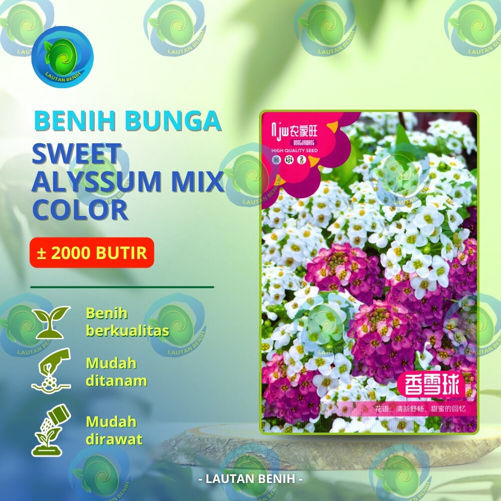 ± 2000 BUTIR BENIH BUNGA SWEET ALYSSUM MIX COLOR KEMASAN PABRIK IMPORT