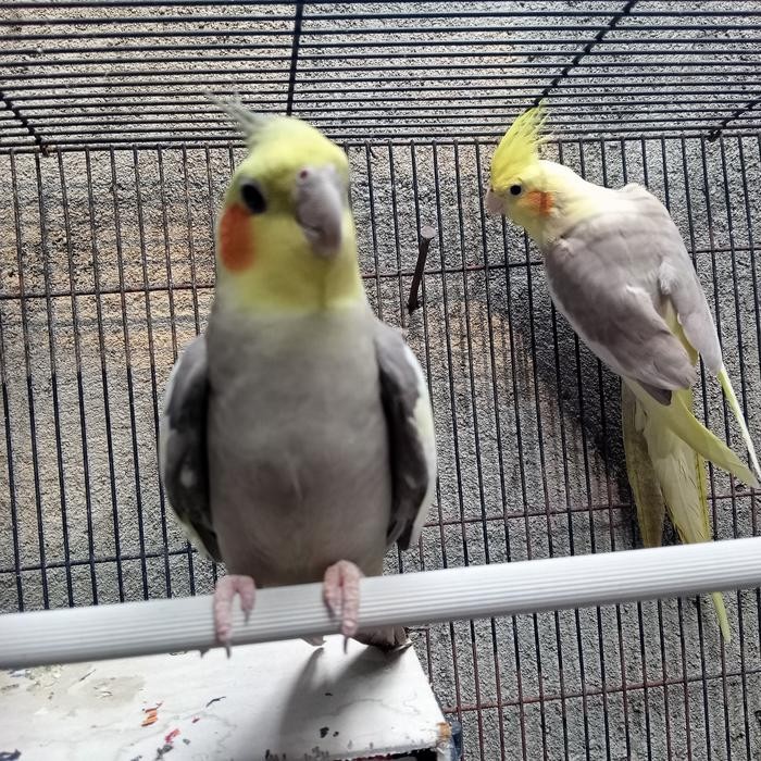 Falk / Parkit Australia albino lutino silver pied pearl sehat murmer