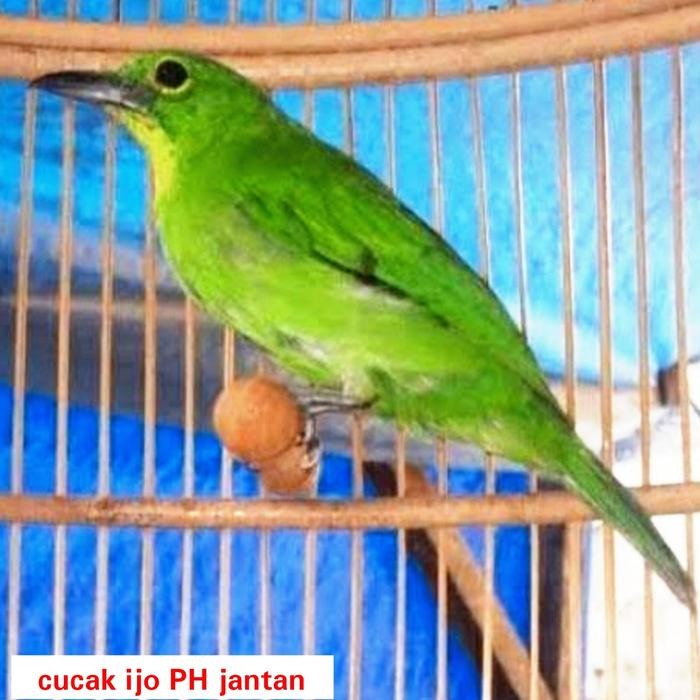 burung cucak ijo ph jantan paruh hitam