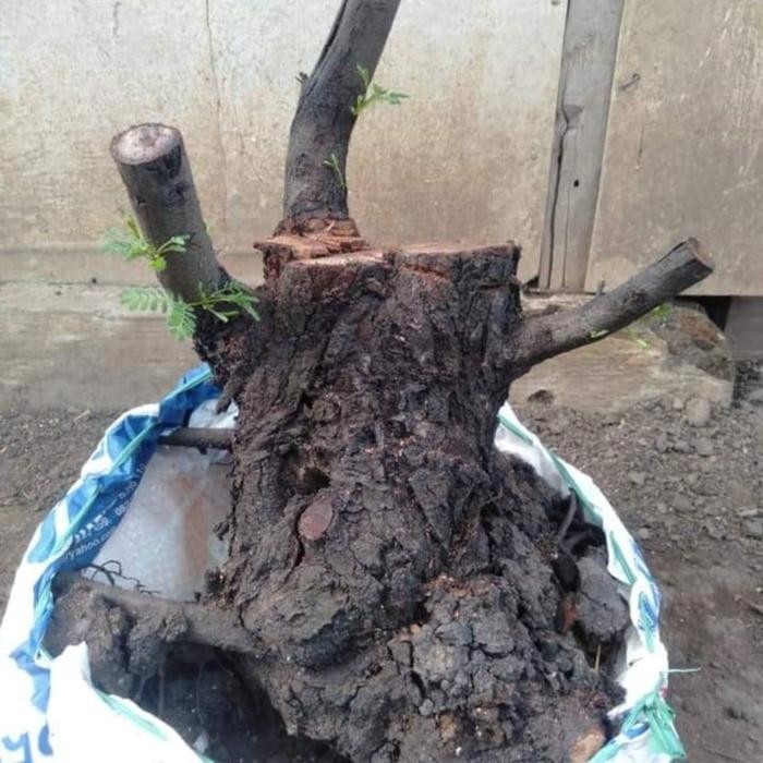 Tanaman Bonsai Klampis Arabika 40 cm Bahan REAL PICT Terbatas KD 02055