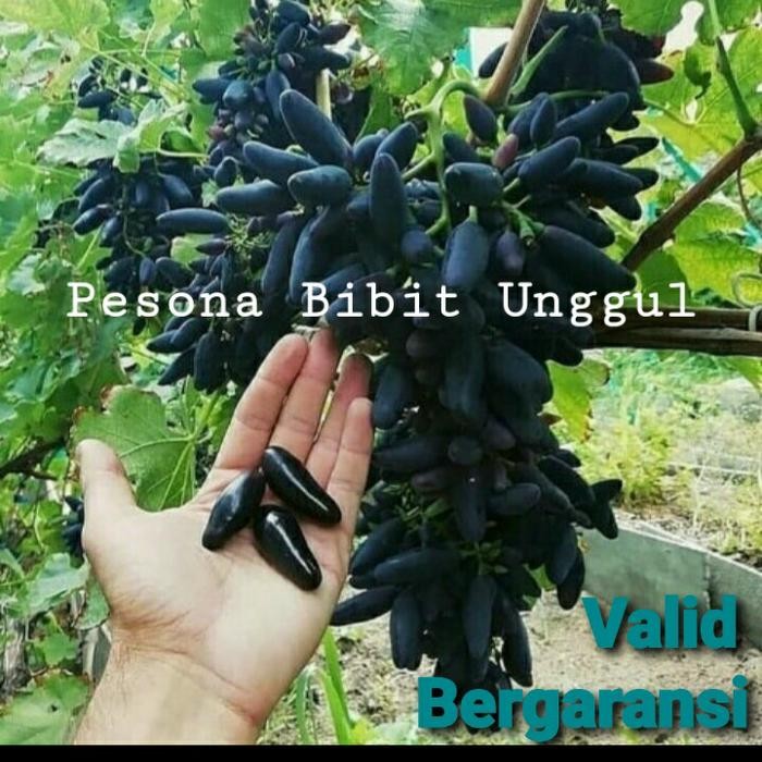 2 BIBIT ANGGUR MOONDROP & GIANT GRANDE GRAFTING SUPER