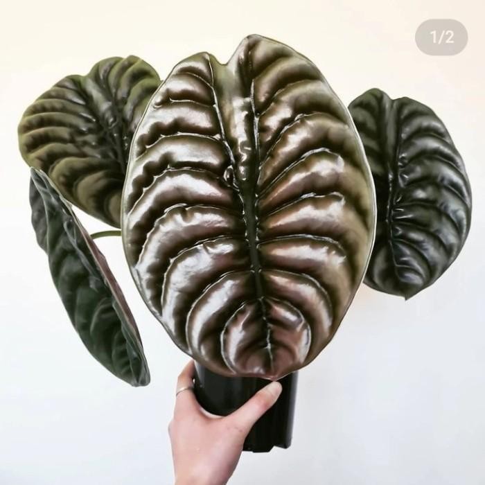 Tanaman Alocasia Tengkorak Cuprea / Alokasia Tengkorak / Alocasia Cuprea