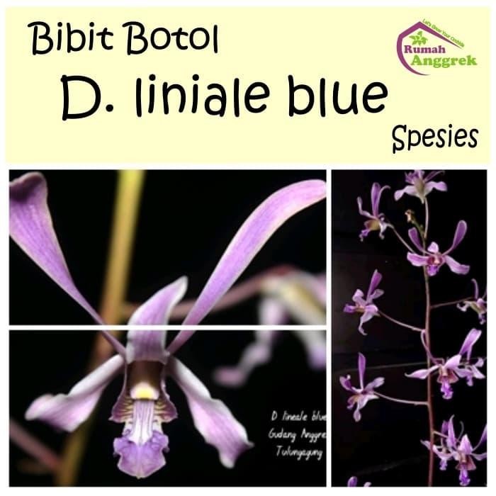 Bibit Botol Anggrek Dendrobium Liniale Blue Spesies Langka Dendro Papu