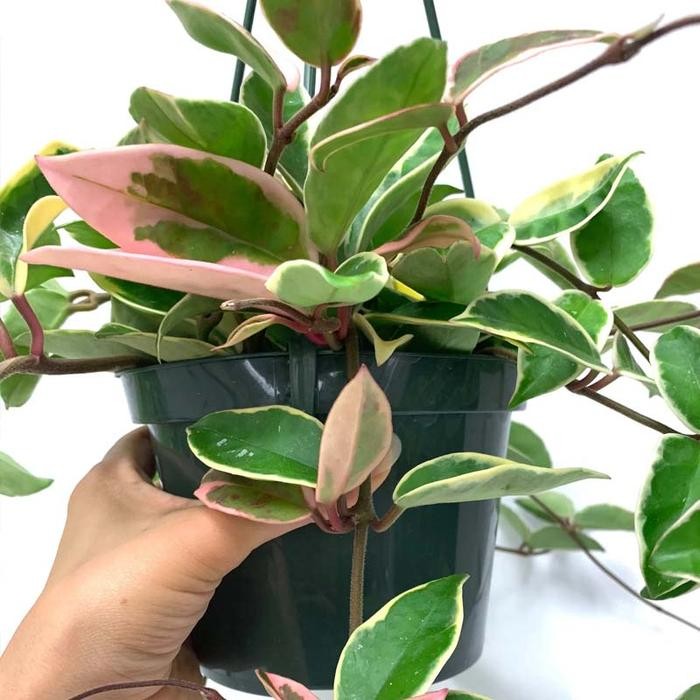 Tanaman Hias Bunga Hoya Carnosa Variegata