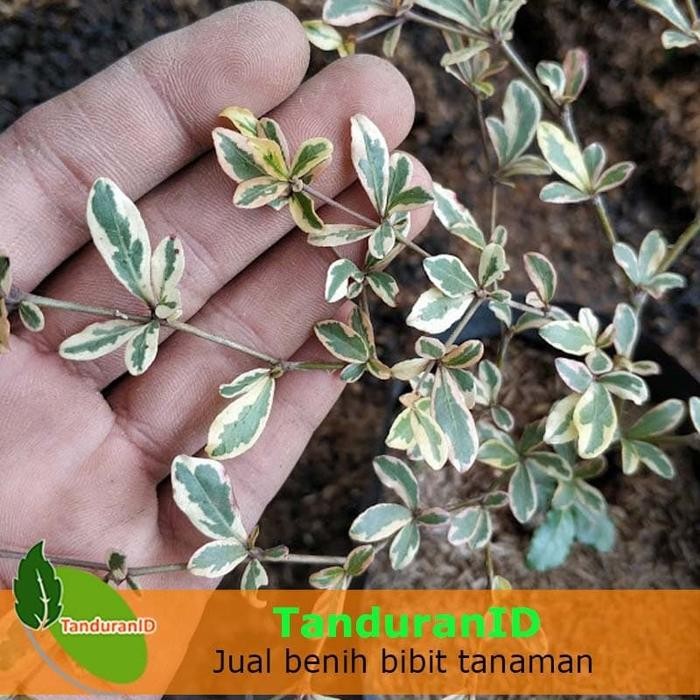 Tanaman Ketapang Kencana Putih