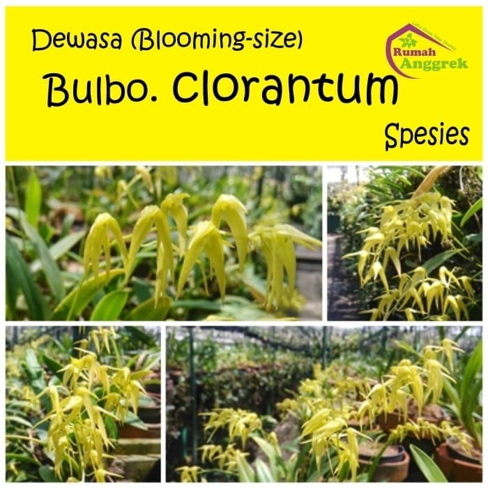 Bulbophyllum Clorantum Spesies Anggrek bulbo mini kuning hijau