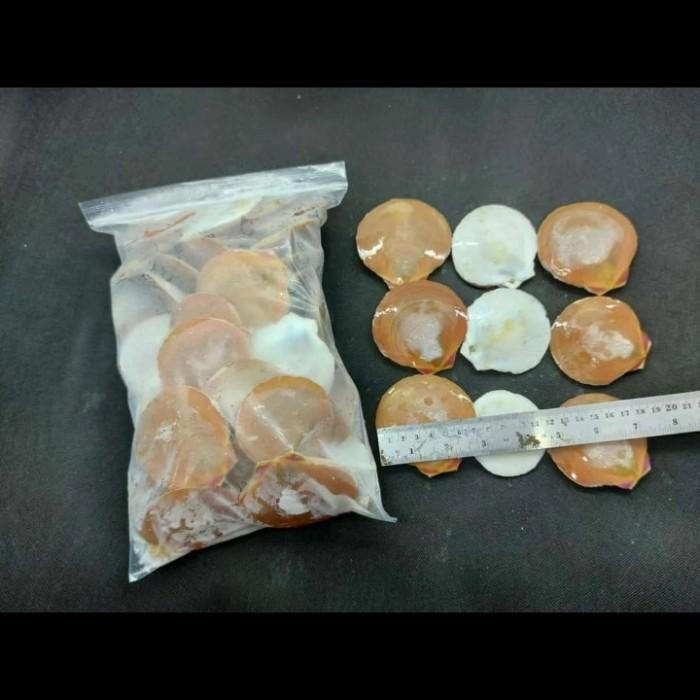 (Allthebest) kerang simping segar