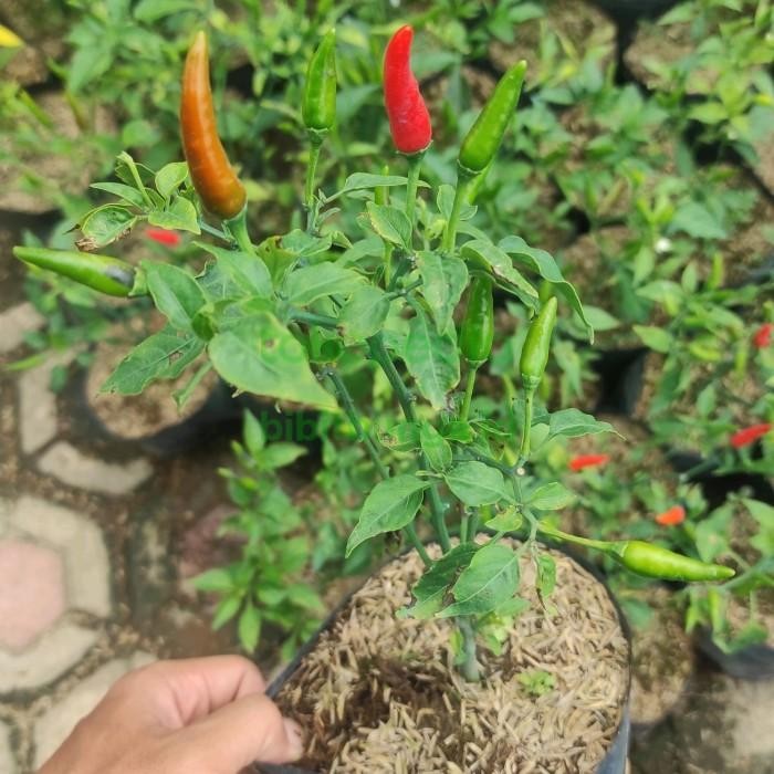 

(Allthebest) cabe rawit