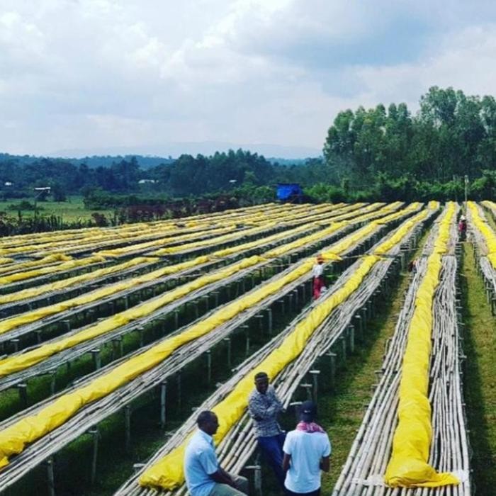 

ETHIOPIA CHELBESA FULLY WASHED BIJI KOPI ARABIKA SPECIALTY ARABICA BEANS FILTER FULL WASH COFFEE