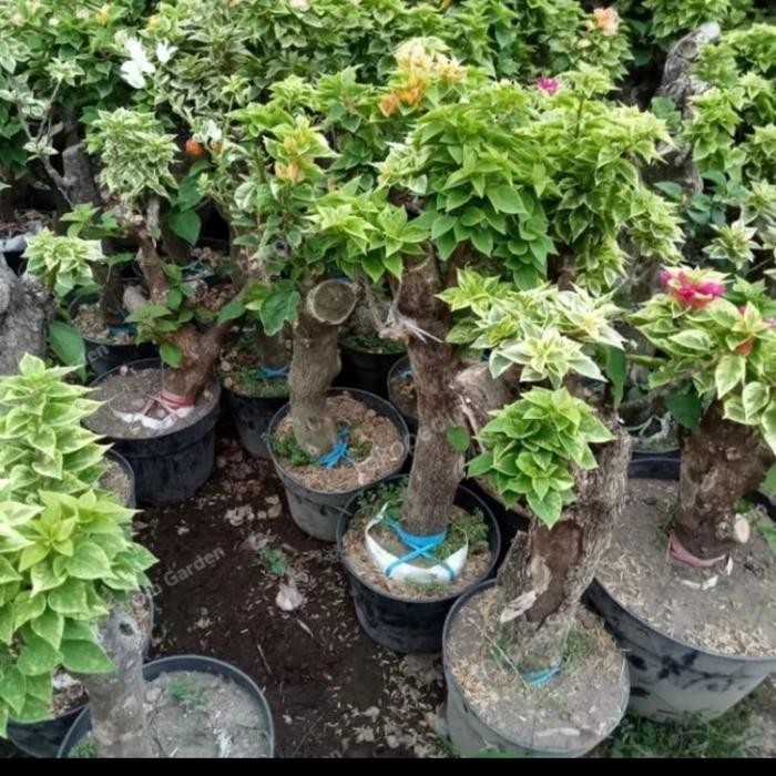 Tanaman Bunga Bougenville Bonsai Mikro Singapore Batang Besar Bagus