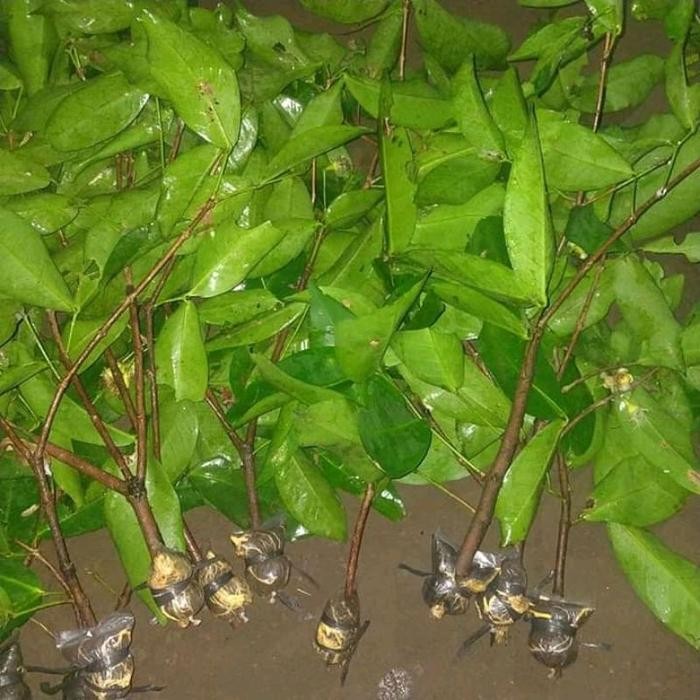 Fresh Cangkok Jambu Citra Jumbo (',')