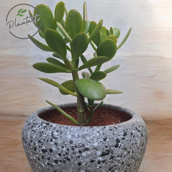Crassula Ovata Jade Plant Pottery Set Tanaman Giok Tanaman Keberuntungan Plantaste