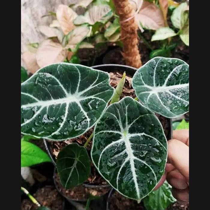 ALOCASIA BLACK VELVET // KELADI NINJA// BONGGOL CACAH *