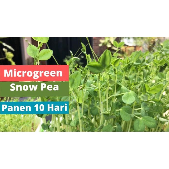 Benih Snow Peas - Microgreen