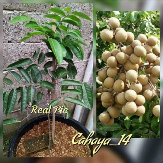 Tanaman Bibit Kelengkeng (Diamon) Cangkok
