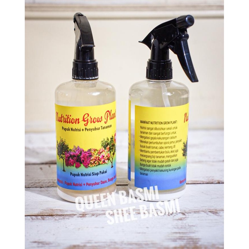 pupuk nutrisi aglonema, tanaman hias, semua jenis tanaman, grow plant